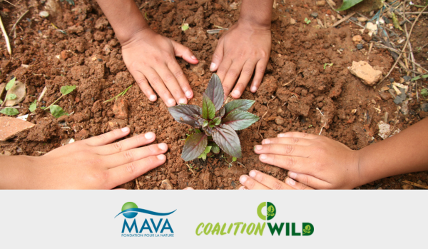MAVA + Coalition Wild